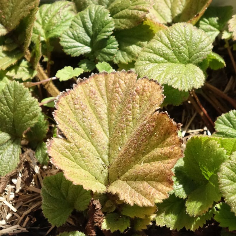 Geum Orange Pumpkin (Fogliame)