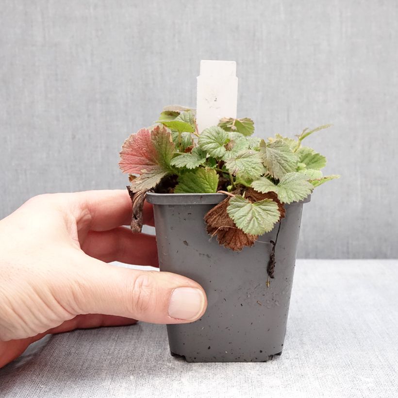 Geum Orange Pumpkin Vasetto da 7/8 cm esemplare consegnato in inverno