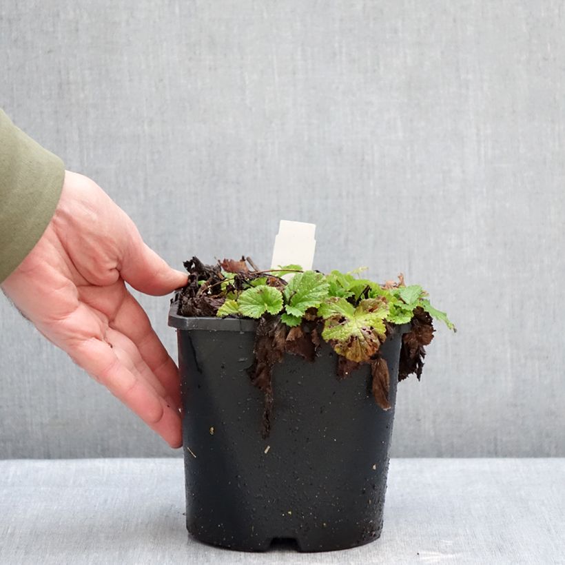 Geum rivale Leonard's Variety Vaso da 2L/3L esemplare consegnato in inverno