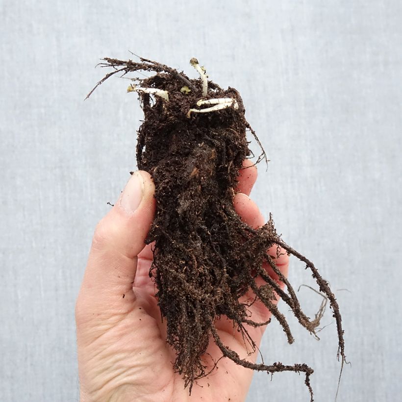 Geum rivale Leonard's Variety Piante piccole a radice nuda esemplare consegnato in inverno