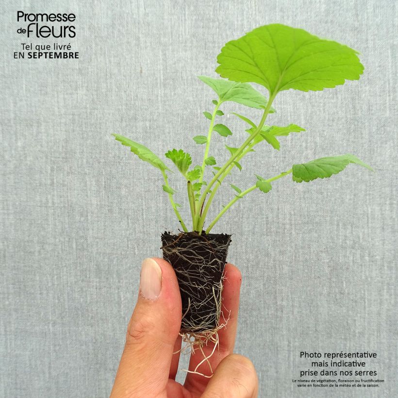 Example of Geum Scarlet Tempest mini zolla... as you get in automne