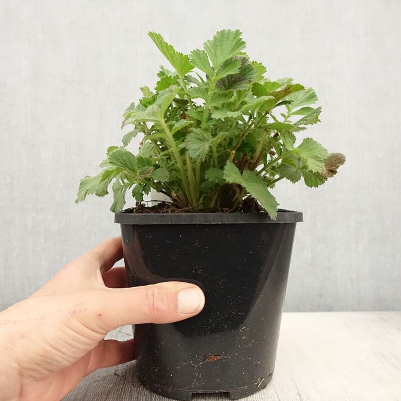 Example of Geum Scarlet Tempest Vaso da 2L/3L as you get in printemps