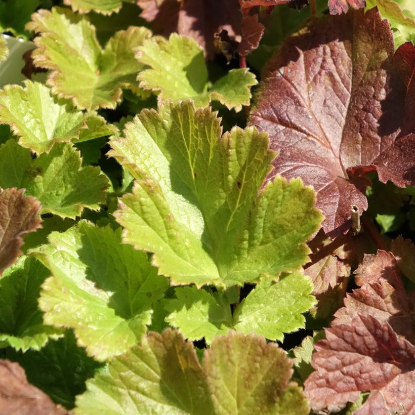 Geum Tempo Rose (Fogliame)