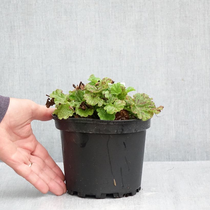 Esemplare di Geum Tempo Rose Vaso da 2L/3L come consegnato in autunno