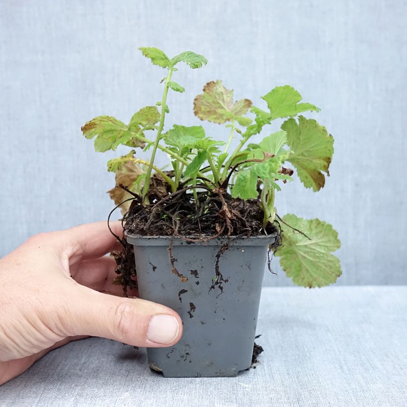 Esemplare di Geum Tempo Yellow Vasetto da 8/9 cm come consegnato in autunno