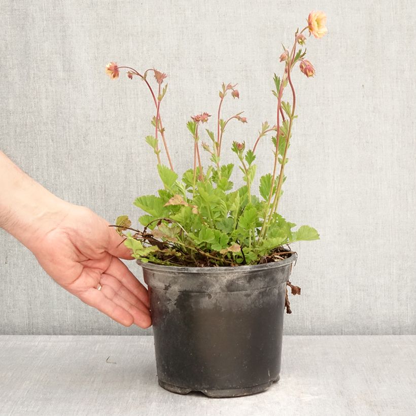 Geum Cocktail Tequila Sunrise Vaso da 2L/3L esemplare consegnato in primavera