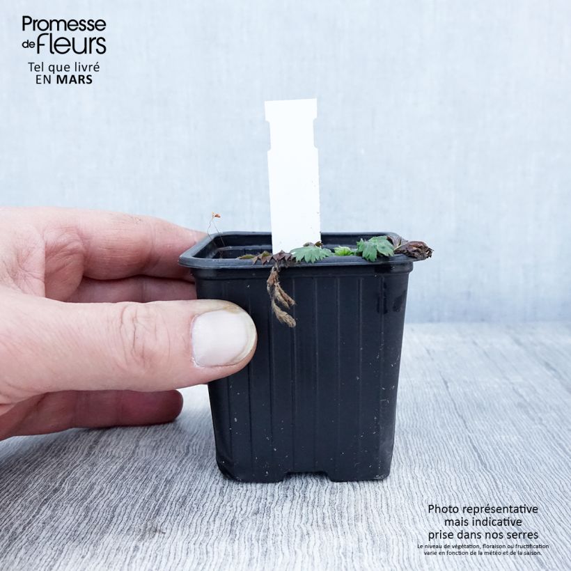 Geum triflorum Vasetto da 8/9 cm esemplare consegnato in primavera