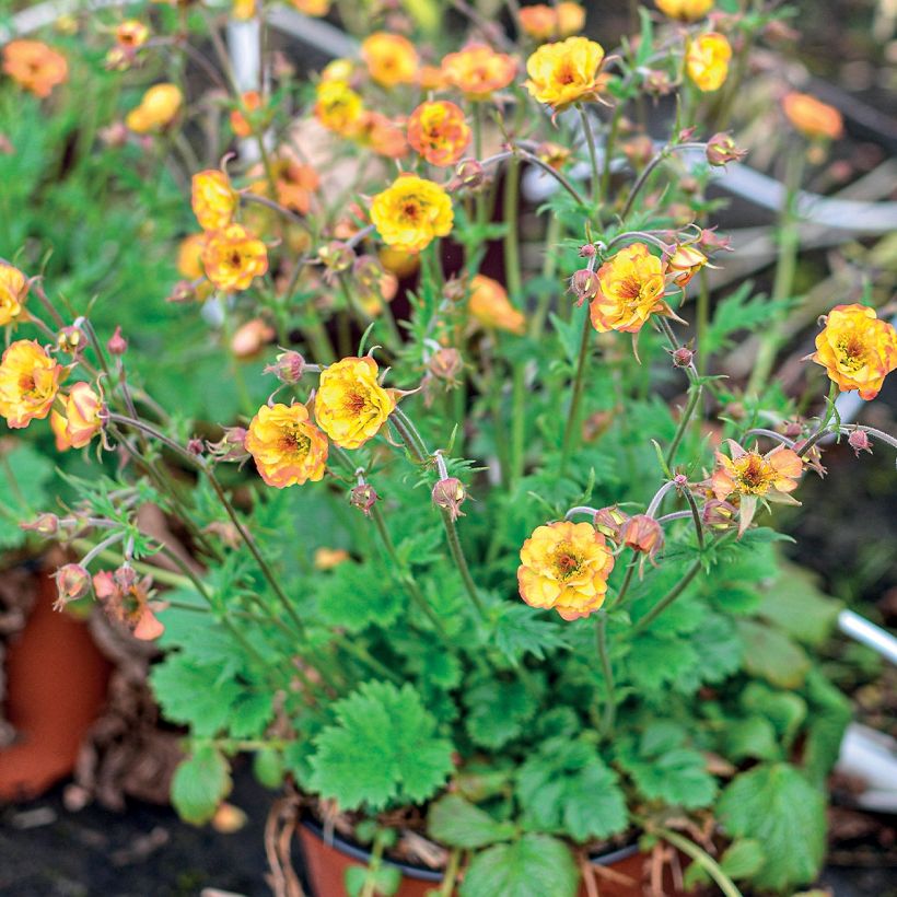 Geum Tutti Frutti (Porto)