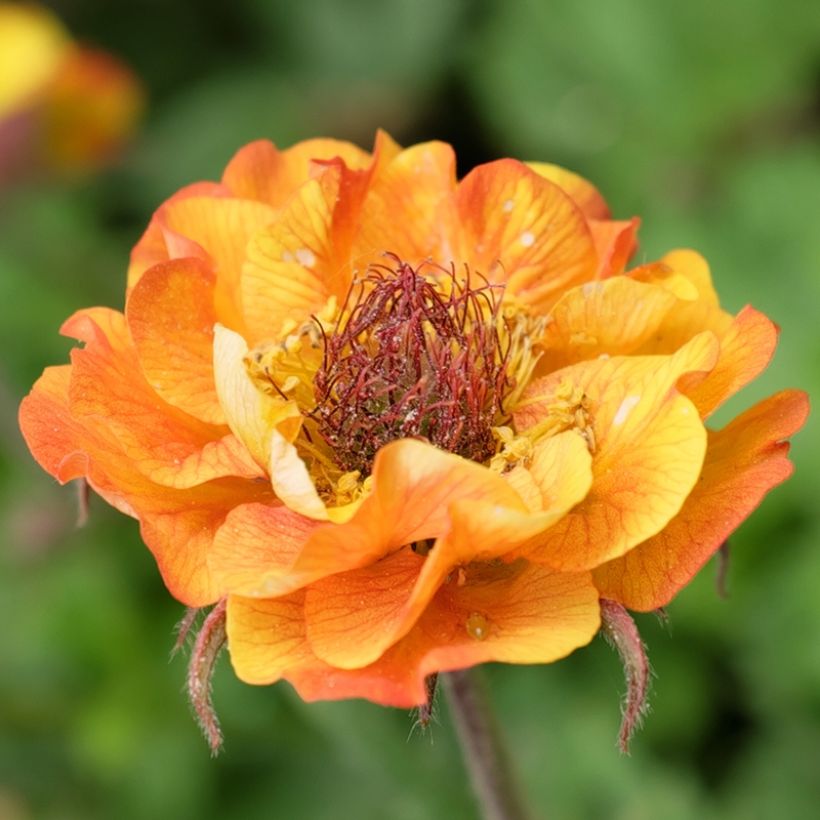 Geum Tutti Frutti (Fioritura)