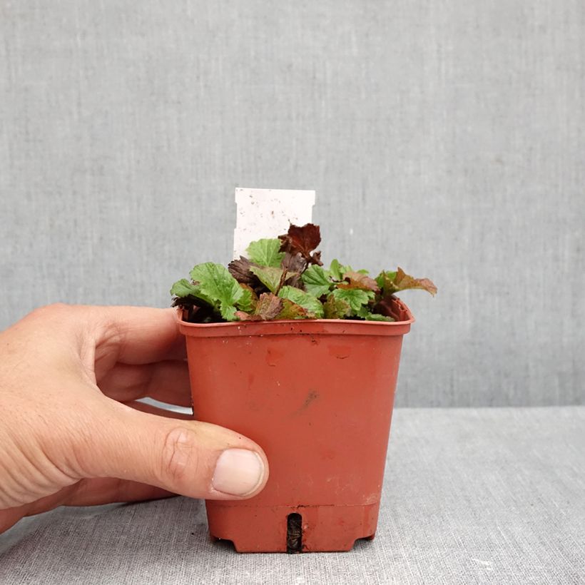 Esemplare di Geum Tutti Frutti Vasetto da 8/9 cm come consegnato in autunno