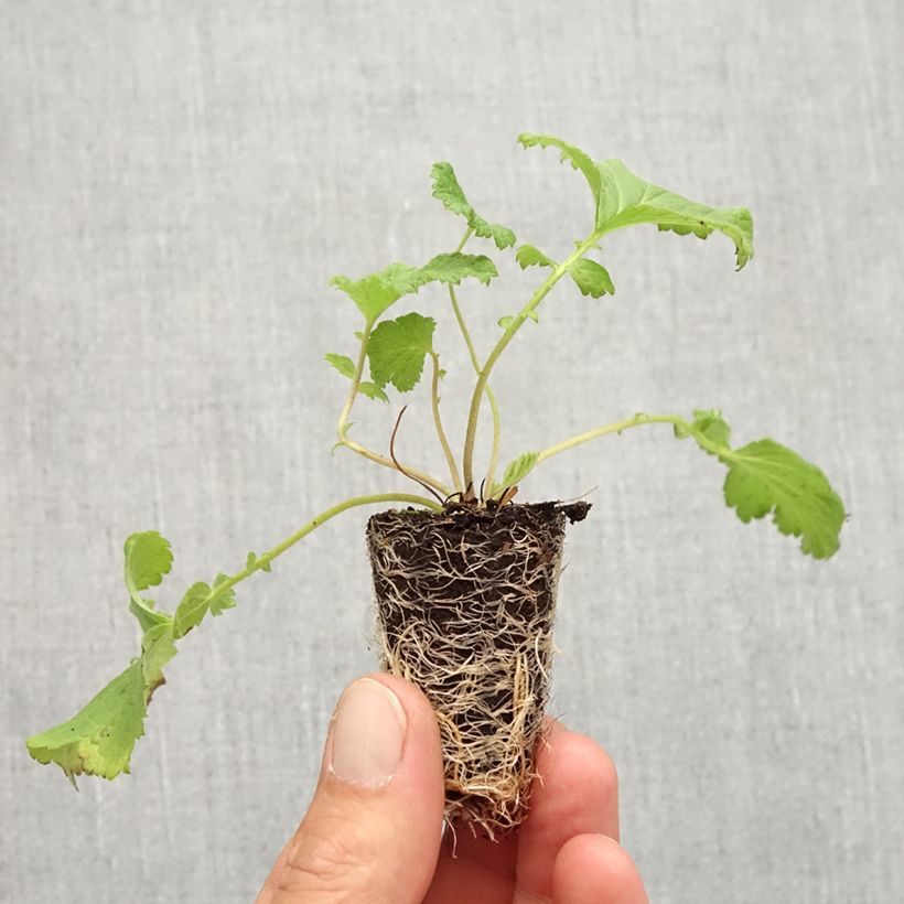 Esemplare di Geum Tutti Frutti mini zolla... come consegnato in autunno