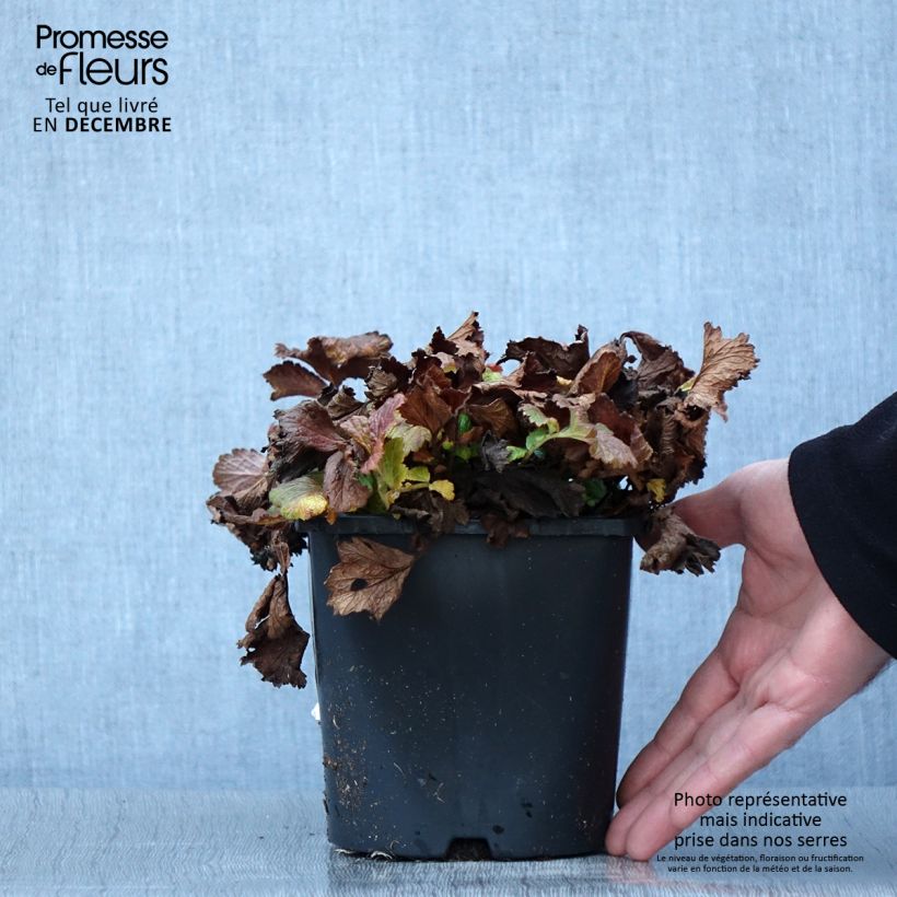 Esemplare di Geum Tutti Frutti - Benoîte jaune orangé Pot de 2L/3L come consegnato in autunno