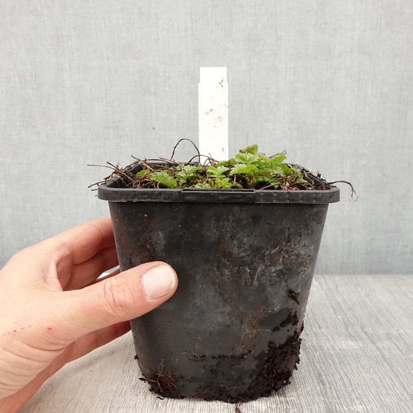 Geum Tutti Frutti Vaso da 2L/3L esemplare consegnato in primavera