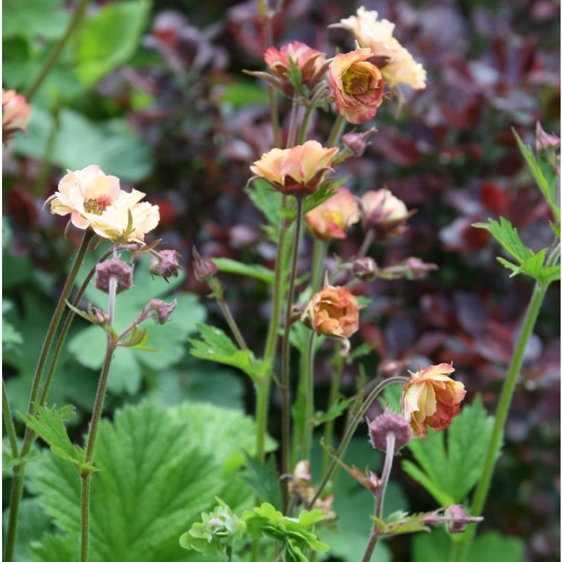 Geum rivale Mai tai (Plant habit)