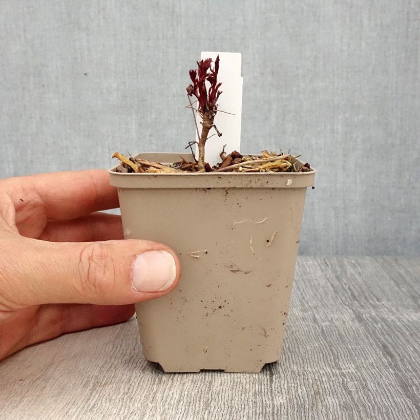 Example of Gillenia trifoliata Pink Profusion Vasetto da 8/9 cm as you get in printemps