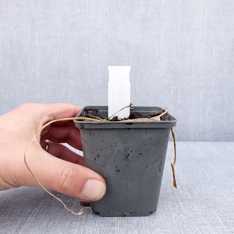 Gingembre japonais - Zingiber mioga Godet de 8/9 cm esemplare consegnato in inverno