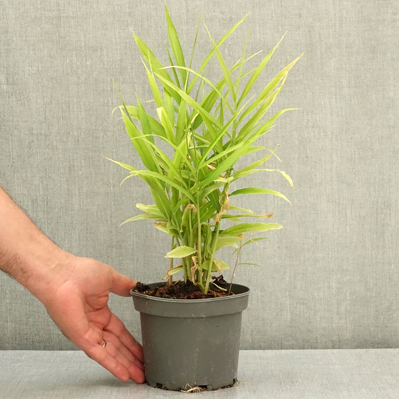 Esemplare di Zingiber officinale - Zenzero Vaso da 1,5L/2L consegnato in estate