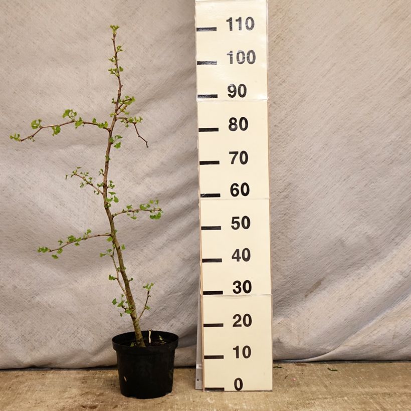 Ginkgo biloba Blagon Vaso da 7,5L/10L esemplare consegnato in primavera