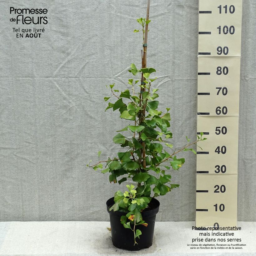 Esemplare di Ginkgo biloba Autumn Gold Vaso da 6L/7L consegnato in estate