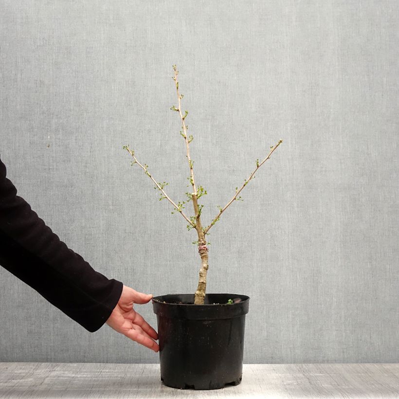 Ginkgo biloba Baldi - Arbre aux quarante écus nain Vaso da 4L/5L esemplare consegnato in primavera