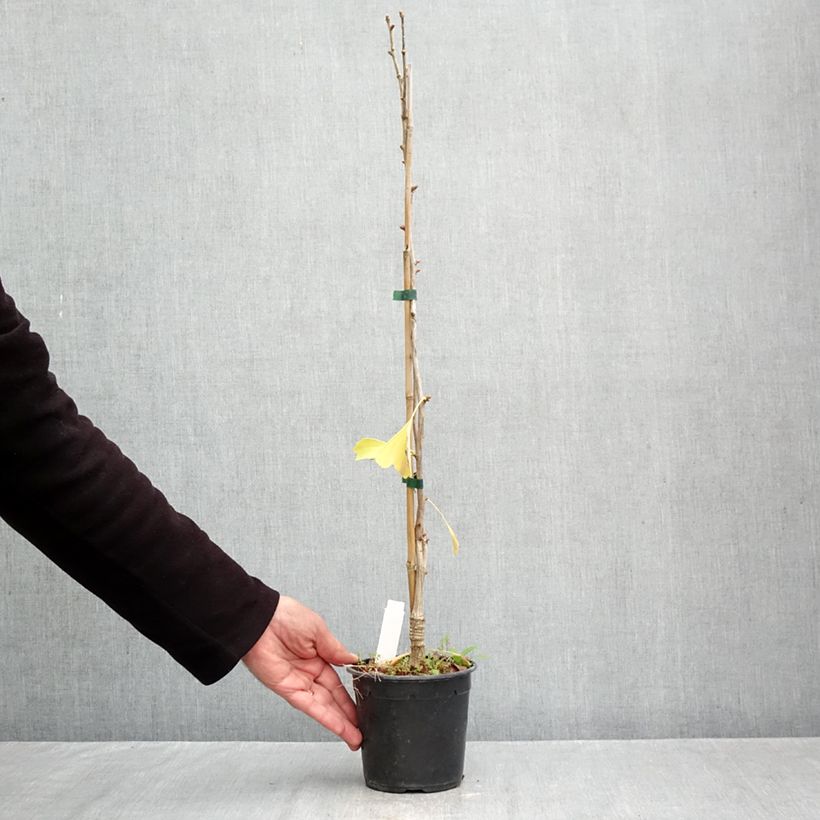 Esemplare di Ginkgo biloba Blagon Vaso da 1L/1,5L come consegnato in autunno