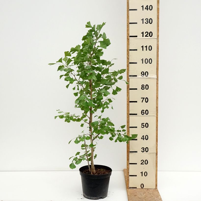 Esemplare di Ginkgo biloba Blagon Vaso da 7,5L/10L consegnato in estate