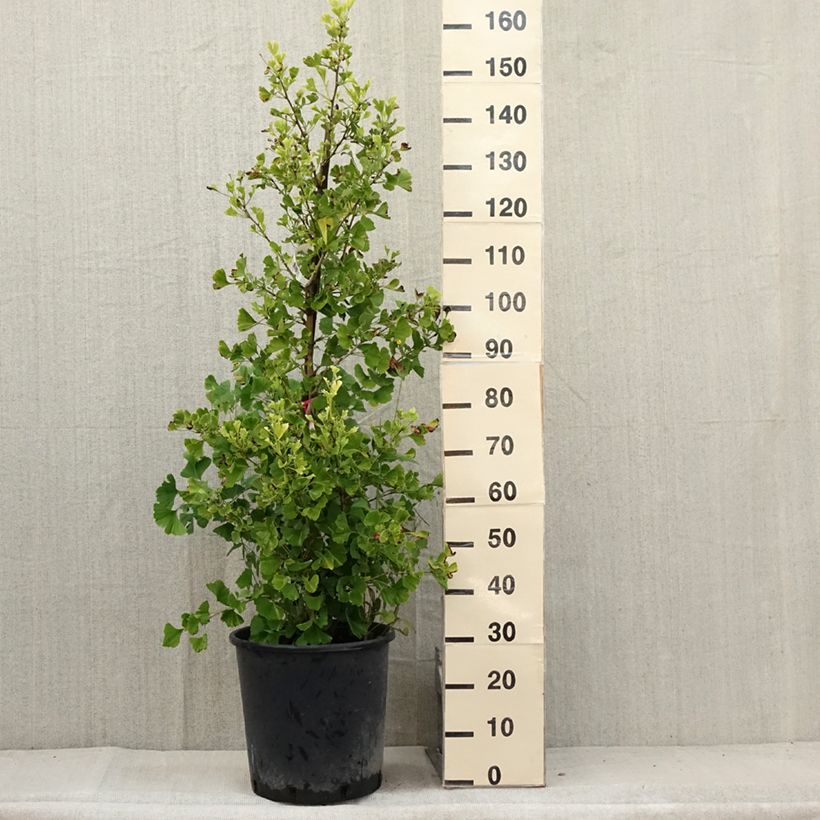 Esemplare di Ginkgo biloba Eiffel Vaso da 30L/35L consegnato in estate