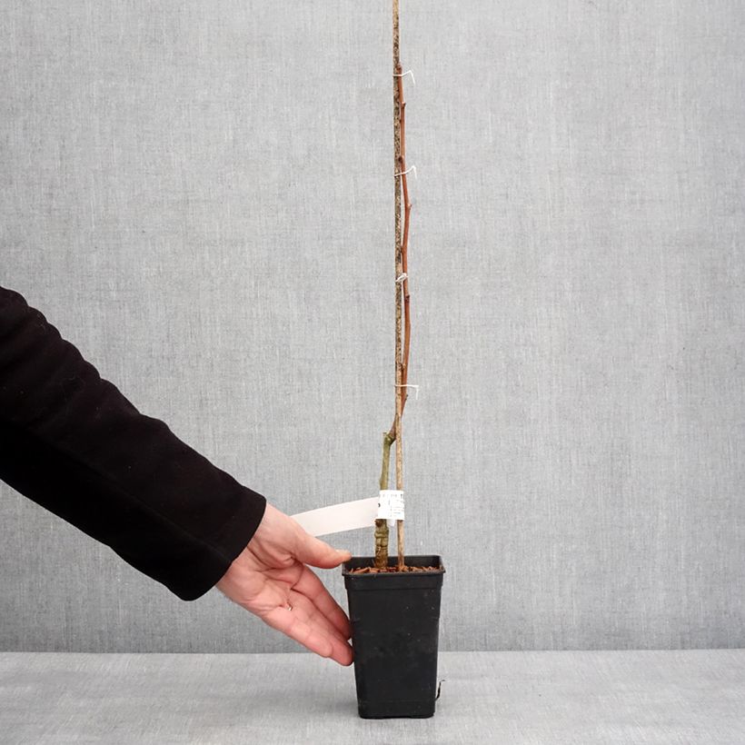Ginkgo Biloba fastigiata Gold Flame - Arbre aux quarante écus Pot de 1L/1,5L esemplare consegnato in inverno