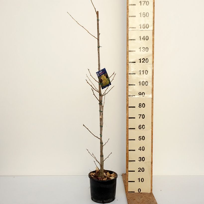 Esemplare di Ginkgo biloba fastigiata Gold Flame Vaso da 7,5L/10L come consegnato in autunno