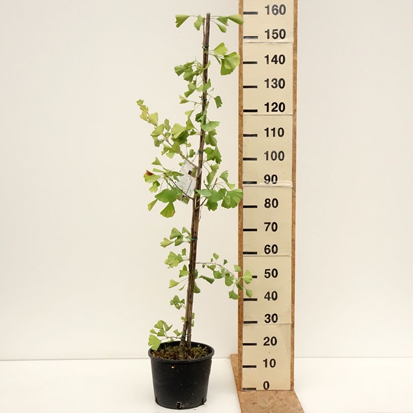 Esemplare di Ginkgo biloba fastigiata Gold Flame Vaso da 7,5L/10L consegnato in estate
