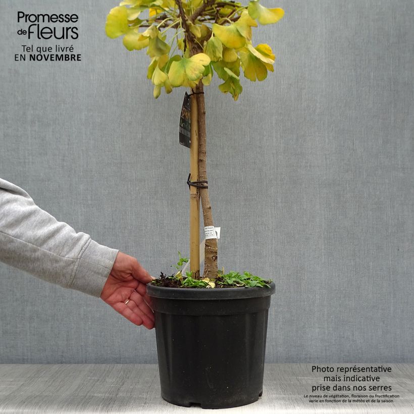 Esemplare di Ginkgo biloba Mariken Vaso da 7,5L/10L, Vaso impalcato come consegnato in autunno