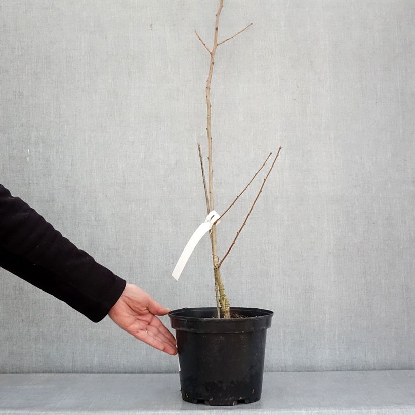 Ginkgo biloba Menhir Vaso da 4L/5L esemplare consegnato in inverno