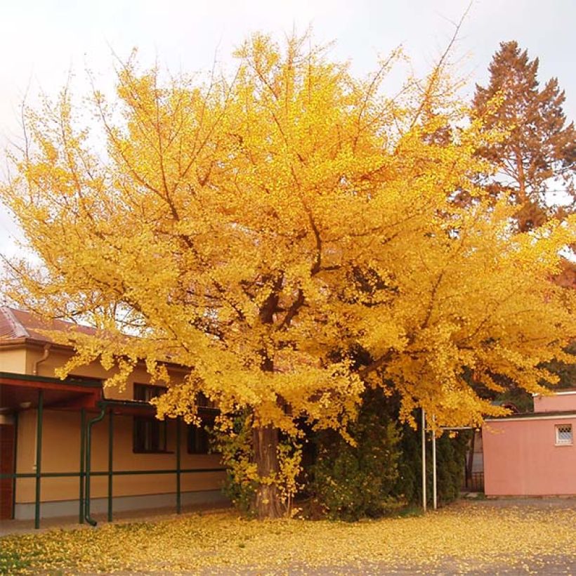 Ginkgo biloba (Plant habit)
