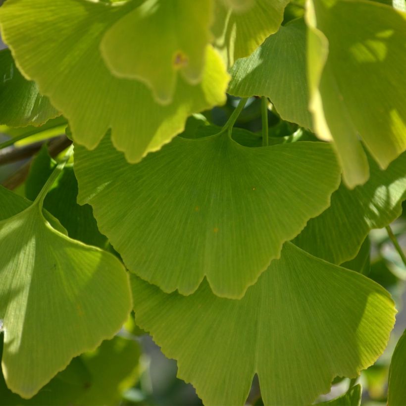 Ginkgo biloba (Foliage)