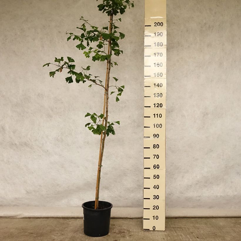 Esemplare di Ginkgo biloba Vaso da 6L/7L consegnato in estate