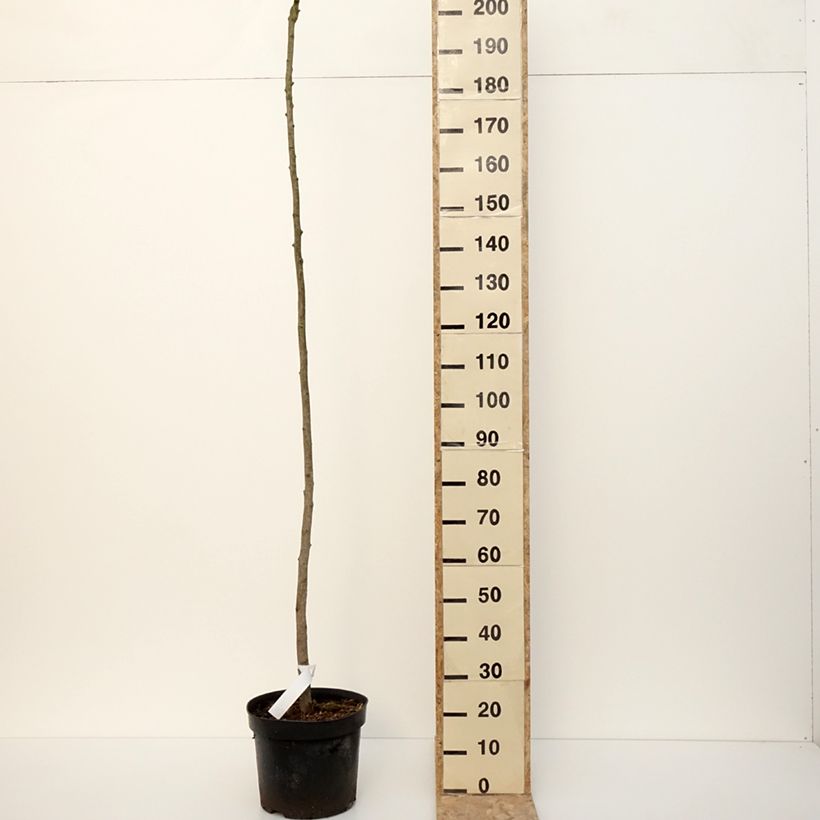 Ginkgo biloba Pendula Vaso da 12L/15L, Vaso impalcato esemplare consegnato in inverno