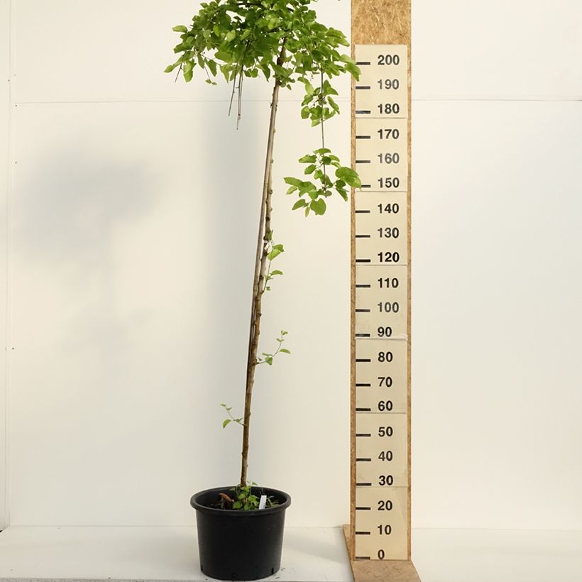 Example of Ginkgo biloba Pendula Vaso da 12L/15L, Vaso impalcato as you get in printemps