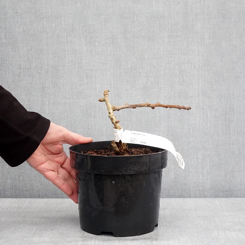 Ginkgo biloba Troll Vaso da 2L/3L esemplare consegnato in inverno