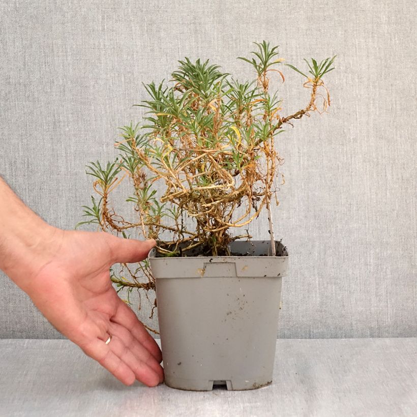 Esemplare di Erysimum Constant Cheer - Violaciocca Vaso da 2L/3L consegnato in estate
