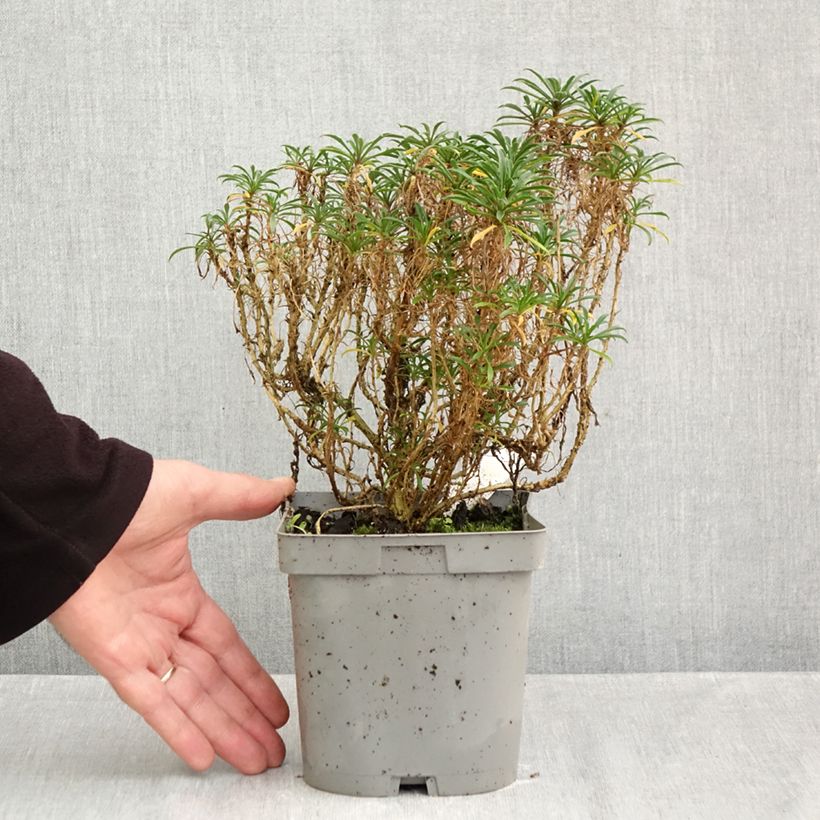 Esemplare di Erysimum Constant Cheer - Violaciocca Vaso da 2L/3L come consegnato in autunno