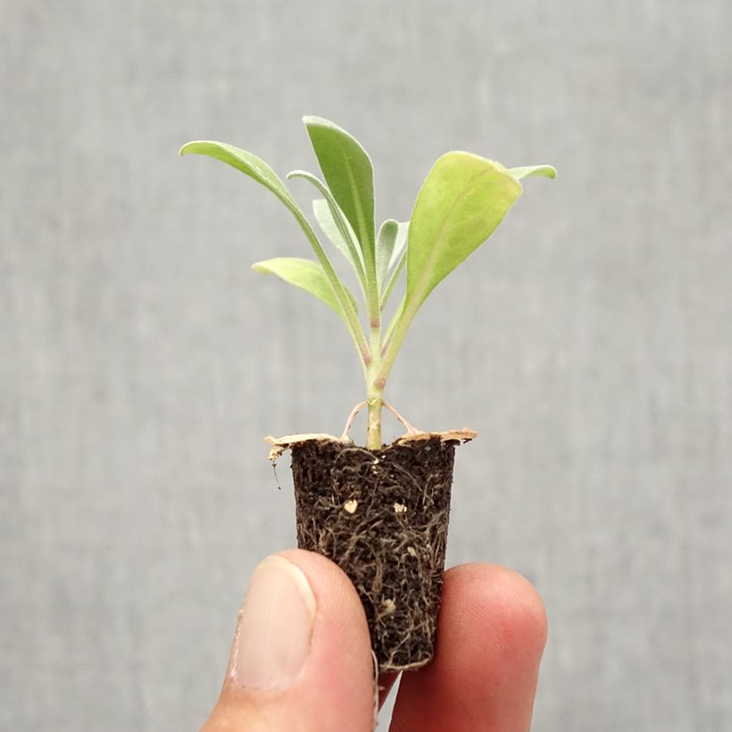 Esemplare di Violaciocca rossa Heritage Scarlet Mini zolla Ø 1,5/2,5 cm come consegnato in autunno