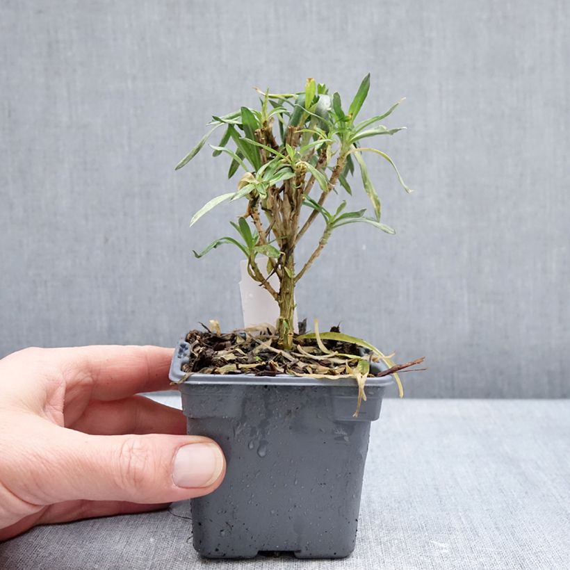 Giroflée vivace - Erysimum Colour Vibe Orange Vasetto da 8/9 cm esemplare consegnato in inverno