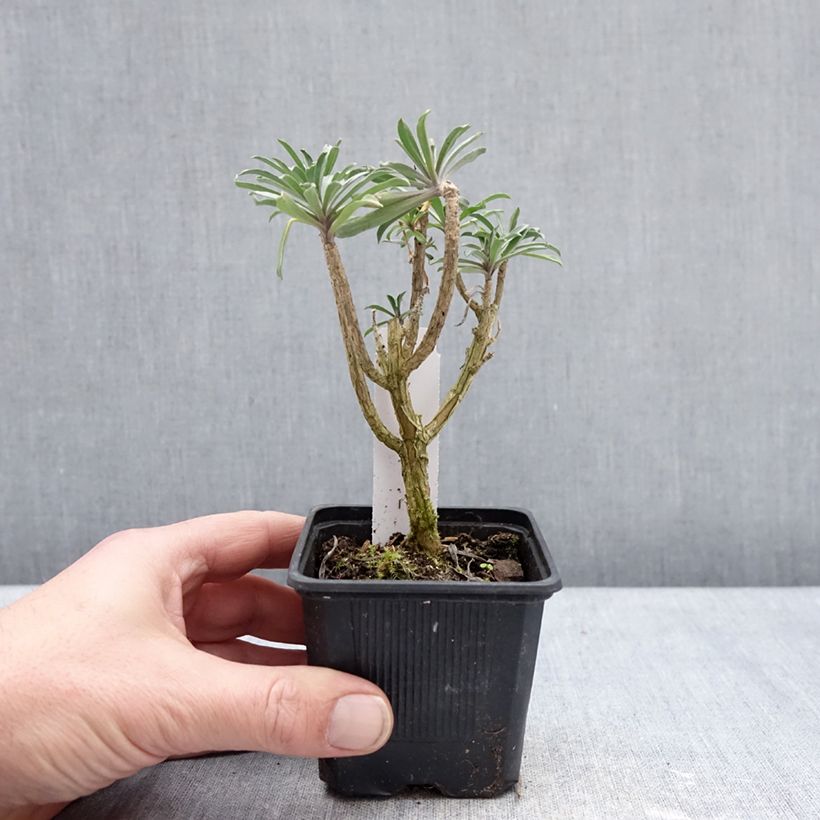 Giroflée vivace - Erysimum Colour Vibe Purple Vasetto da 8/9 cm esemplare consegnato in inverno