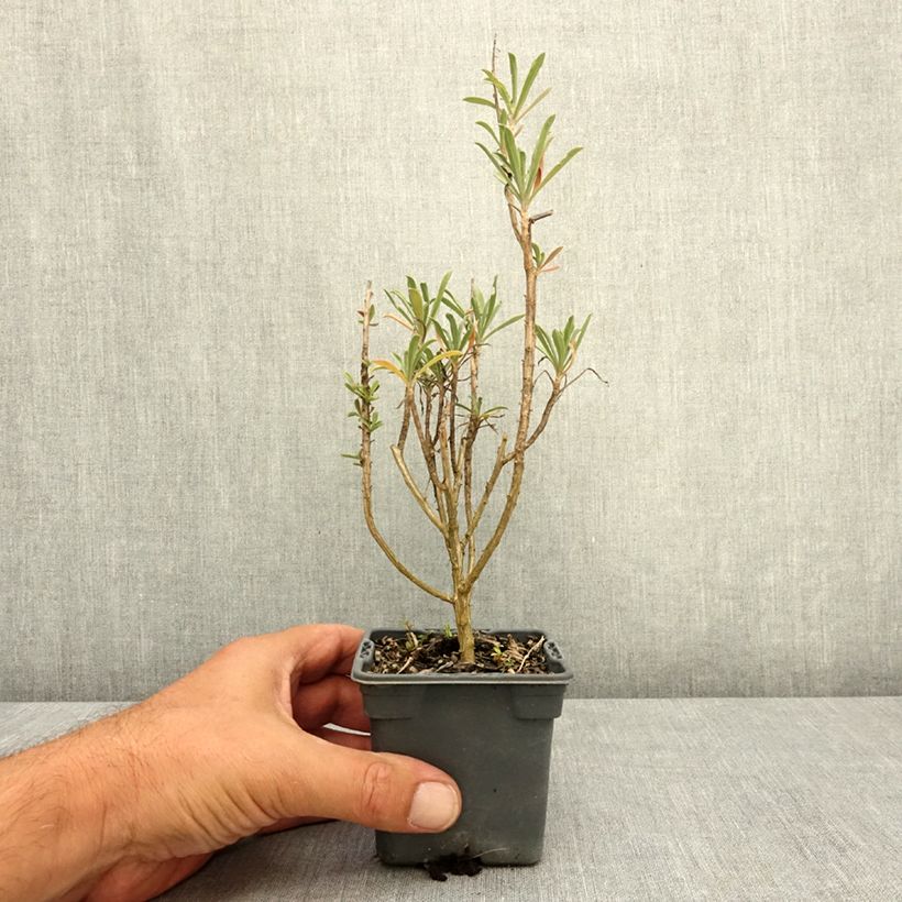 Esemplare di Erysimum Colour Vibe Red - Violaciocca Vasetto da 8/9 cm consegnato in estate