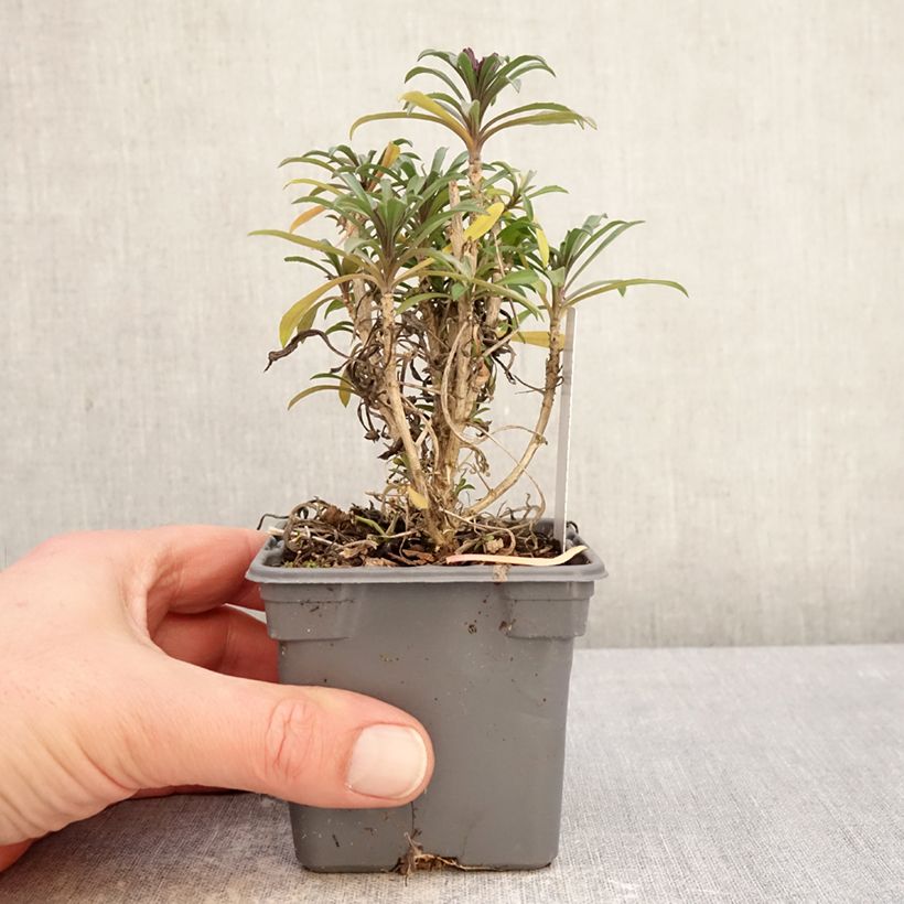 Giroflée vivace - Erysimum Colour Vibe Red Vasetto da 8/9 cm esemplare consegnato in inverno