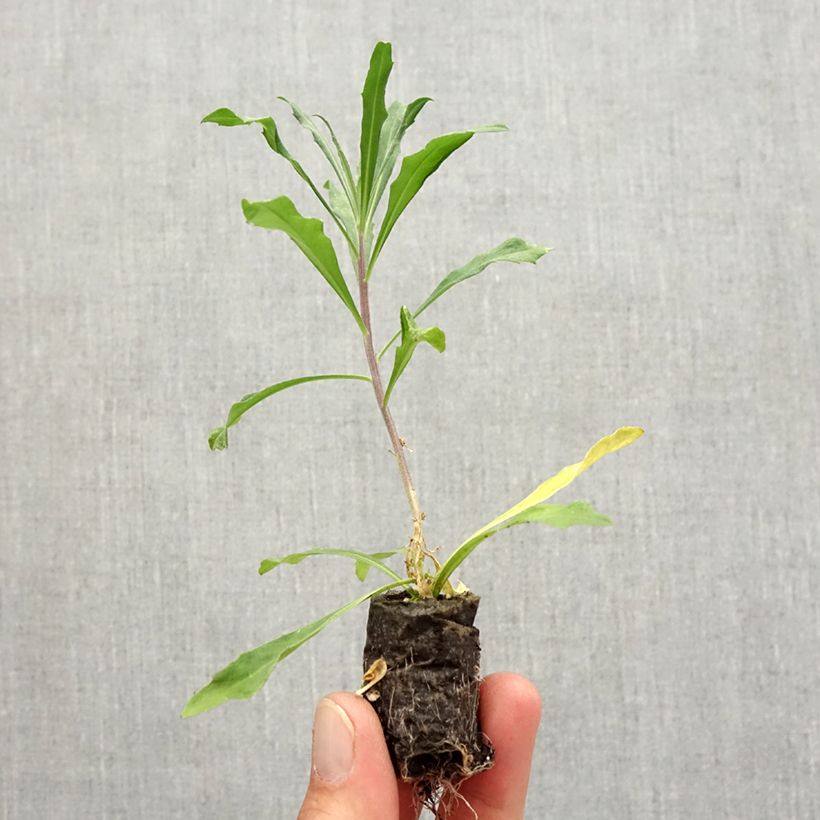 Esemplare di Erysimum Poem Lilac - Violaciocca mini zolla... come consegnato in autunno