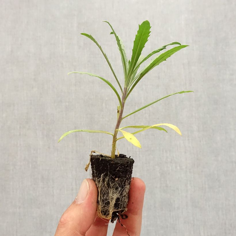 Esemplare di Erysimum Winter Joy improved - Violaciocca mini zolla... come consegnato in autunno