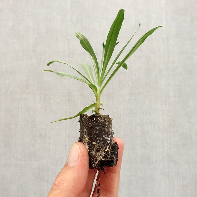 Esemplare di Erysimum Winter Passion - Violaciocca mini zolla... come consegnato in autunno