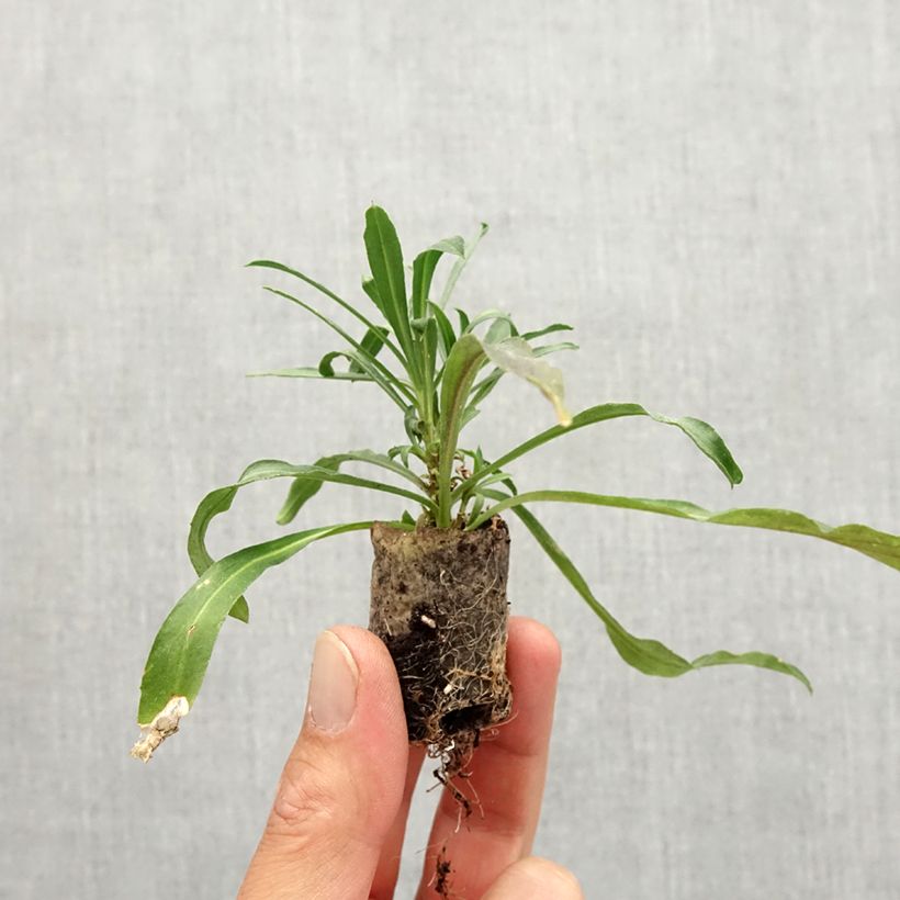 Esemplare di Erysimum linifolium Winter Spirit - Violaciocca mini zolla... come consegnato in autunno