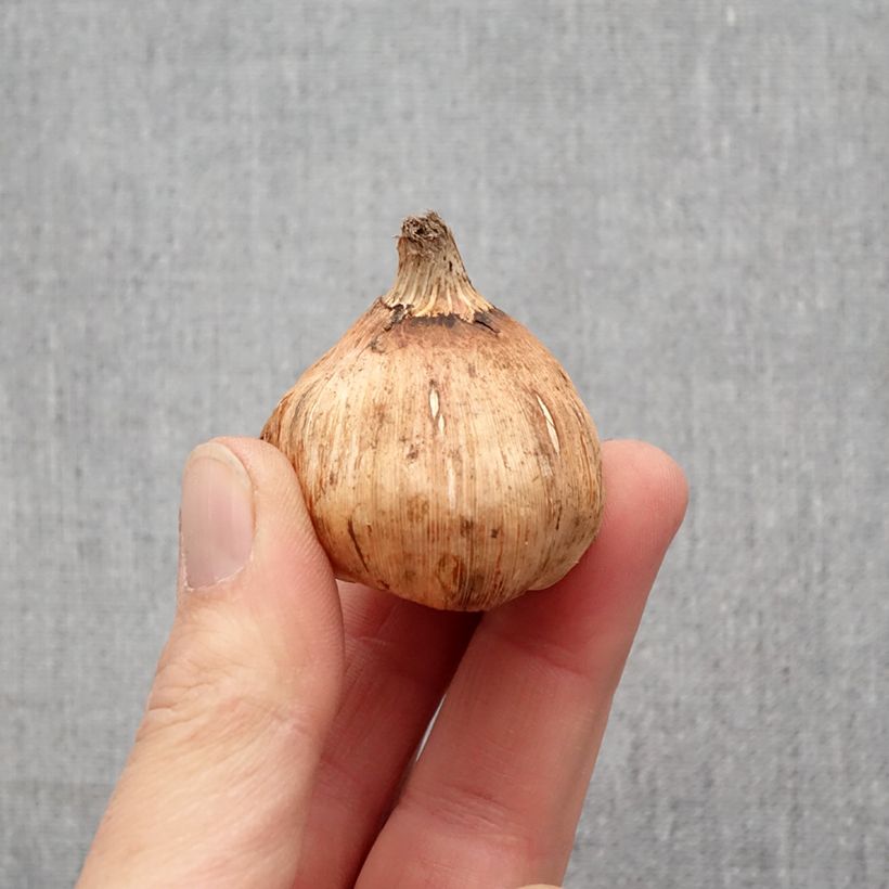 Example of Gladiolo Mix Bulbo taglia 12+ as you get in printemps